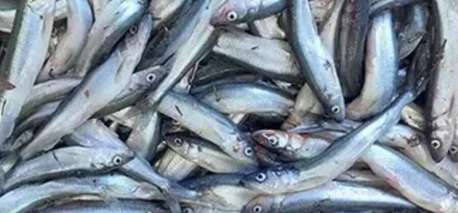 Петербургский рыбоперерабатывающий комбинат №1 на грани банкротства